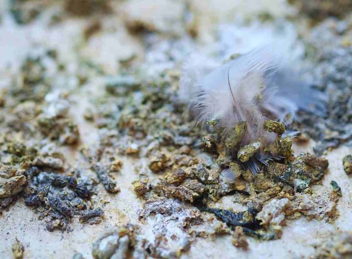 Escrementi piccione sul balcone, come rimuoverli