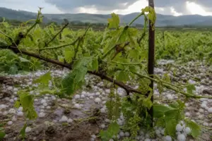 Vite danneggiata dalla grandine con foglie strappate e chicchi di ghiaccio sul terreno fangoso