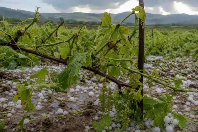 Vite danneggiata dalla grandine con foglie strappate e chicchi di ghiaccio sul terreno fangoso