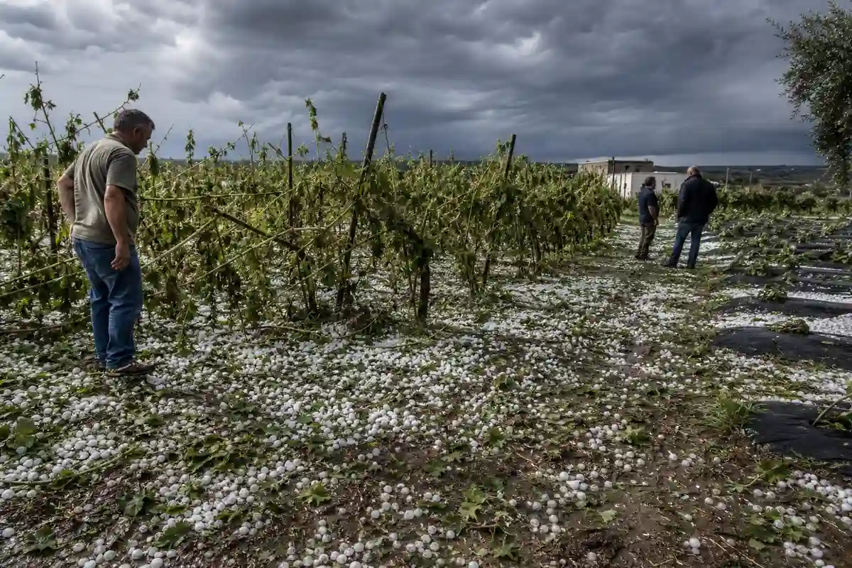 Filari di vite spezzati e grandine a terra, con agricoltori che controllano i danni sotto un cielo tempestoso